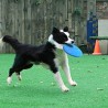 Hunde-Frisbee, Wurfscheibe für Hunde 22cm Blau
