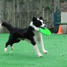 Hunde-Frisbee, Wurfscheibe für Hunde 18cm Grün