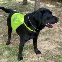 Hochsichtbare Reflektierende Hundeweste, Sicherheitsweste für Hunde - Grösse S