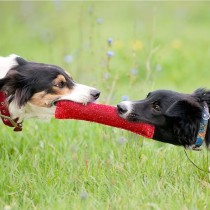 Interaktive Beisswurst für professionelle Training Rot
