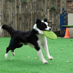 Hunde-Frisbee 22 cm Grün aus Silikon | befox.ch